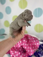Cleo -Isabella- 88/12 imported line dna ofa , a female Frenchton for sale in Canton, OH – 5 of 6