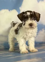 Penny, a female Schnoodle for sale in Canton, OH – 2 of 5