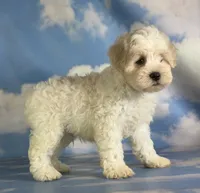 Pongo, a male Schnoodle for sale in Canton, OH – 9 of 9