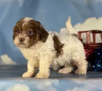 Coco , a male Shihpoo for sale in Canton, OH – 3 of 5