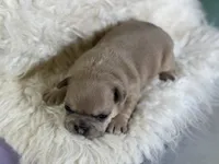 jango-DNA clear , a male Frenchton for sale in Canton, OH – 4 of 5