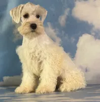 Pongo, a male Schnoodle for sale in Canton, OH – 9 of 10