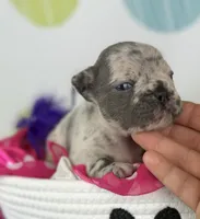 Farrah blue Merle Isabella- 88/12 imported line dna ofa , a female Frenchton for sale in Canton, OH – 3 of 6