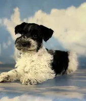 Pepper, a male Schnoodle for sale in Canton, OH – 5 of 6