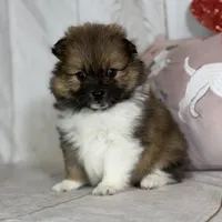 Romeo , a male Pomeranian for sale in Canton, OH – Photo 3 of 5