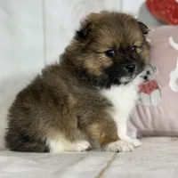 Romeo , a male Pomeranian for sale in Canton, OH – Photo 5 of 5