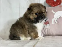 Romeo , a male Pomeranian for sale in Canton, OH – Photo 5 of 5