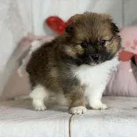 Romeo , a male Pomeranian for sale in Canton, OH – Photo 4 of 5