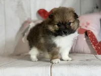 Romeo , a male Pomeranian for sale in Canton, OH – Photo 4 of 5