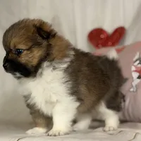 Romeo , a male Pomeranian for sale in Canton, OH – Photo 2 of 5