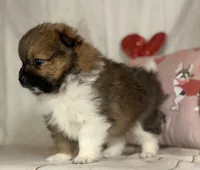 Romeo , a male Pomeranian for sale in Canton, OH – Photo 2 of 5