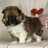 Romeo , a male Pomeranian for sale in Canton, OH – Photo 1 of 5