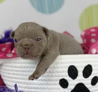 Lola- Isabella- 88/12 imported line dna ofa , a female Frenchton for sale in Canton, OH – 4 of 6