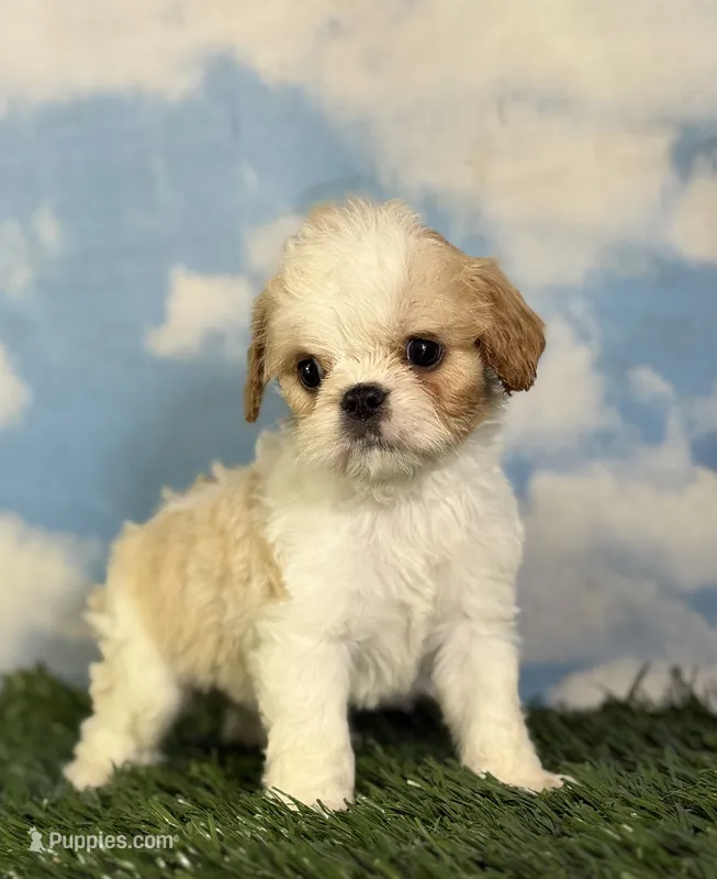 Ginseng – Cavapoo puppy for sale in Canton, OH