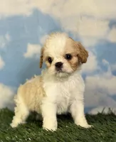 Ginseng, a male Cavapoo for sale in Canton, OH – 1 of 8