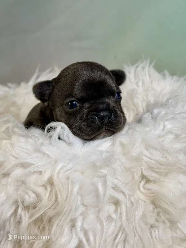 Jenna - DNA clear  – Frenchton puppy for sale in Canton, OH