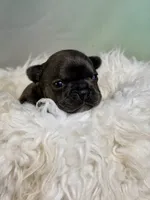 Jenna - DNA clear , a female Frenchton for sale in Canton, OH – 1 of 6