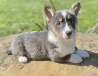 Aca Daisy triple clear Bluie carrier BRED due 7/4-7/8, a female Pembroke Welsh Corgi for sale in Canton, OH – 4 of 9