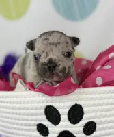Farrah blue Merle Isabella- 88/12 imported line dna ofa , a female Frenchton for sale in Canton, OH – 1 of 6