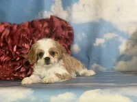 Chipotle, a male Cavapoo for sale in Canton, OH – 9 of 10
