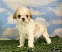 Ginseng, a male Cavapoo for sale in Canton, OH – 8 of 8