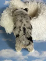 ACA Duncan natural bobtail Bluie and fully carrier triple clear, a male Pembroke Welsh Corgi for sale in Canton, OH – 4 of 8