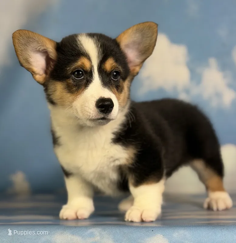 Aca Delilah Natural bobtail Bluie and fluffy carrier triple clear – Pembroke Welsh Corgi puppy for sale in Canton, OH