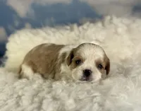 Chipotle, a male Cavapoo for sale in Canton, OH – Photo 2 of 5