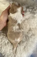 Chipotle, a male Cavapoo for sale in Canton, OH – Photo 4 of 5