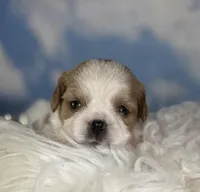 Chipotle, a male Cavapoo for sale in Canton, OH – Photo 1 of 5