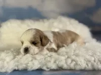 Chipotle, a male Cavapoo for sale in Canton, OH – Photo 3 of 5