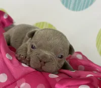Cleo -Isabella- 88/12 imported line dna ofa , a female Frenchton for sale in Canton, OH – 2 of 6
