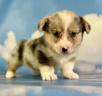 Aca Dozer Bluie Merle with full tail fluffy carrier triple clear, a male Pembroke Welsh Corgi for sale in Canton, OH – 2 of 6