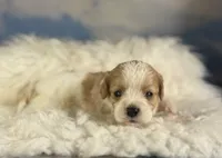 Chive, a male Cavapoo for sale in Canton, OH – Photo 3 of 6