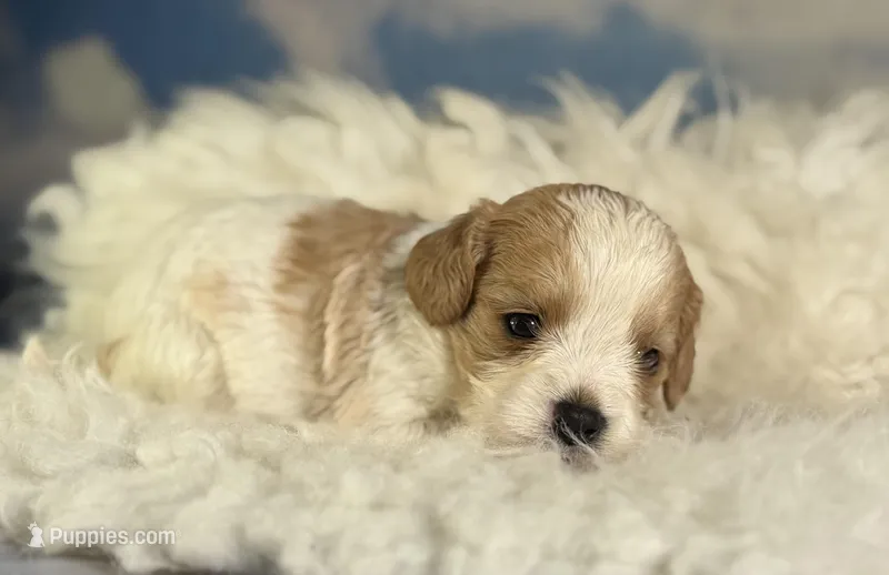 Chive – Cavapoo puppy for sale in Canton, OH