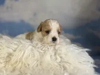 Chive, a male Cavapoo for sale in Canton, OH – Photo 5 of 6