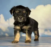 Gigi , a female Shihpoo for sale in Canton, OH – Photo 1 of 5