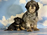 Gigi , a female Shihpoo for sale in Canton, OH – Photo 5 of 5