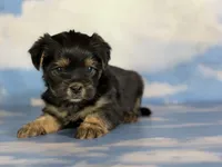 Gigi , a female Shihpoo for sale in Canton, OH – Photo 4 of 5