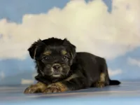 Gigi , a female Shihpoo for sale in Canton, OH – Photo 2 of 5