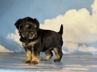 Gigi , a female Shihpoo for sale in Canton, OH – Photo 3 of 5