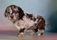 Gracie, a female Doxiepoo for sale in Canton, OH – Photo 3 of 5