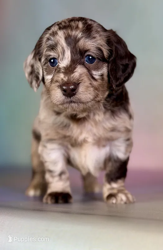 Gracie, a female Doxiepoo for sale in Canton, OH – Photo 1 of 5