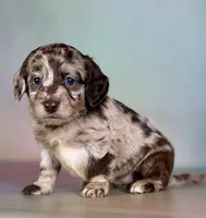 Gracie, a female Doxiepoo for sale in Canton, OH – Photo 4 of 5