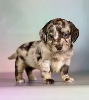 Gracie, a female Doxiepoo for sale in Canton, OH – Photo 5 of 5