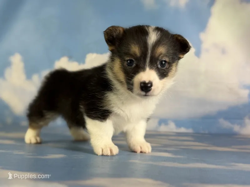 Aca Daphne natural bobtail Bluie and fluffy carrier triple clear – Pembroke Welsh Corgi puppy for sale in Canton, OH