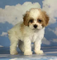 Chive, a male Cavapoo for sale in Canton, OH – 9 of 9