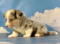 Aca Dozer Bluie Merle with full tail fluffy carrier triple clear, a male Pembroke Welsh Corgi for sale in Canton, OH – 4 of 6