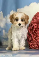 Chili, a male Cavapoo for sale in Canton, OH – 7 of 10