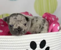 Farrah blue Merle Isabella- 88/12 imported line dna ofa , a female Frenchton for sale in Canton, OH – 2 of 6